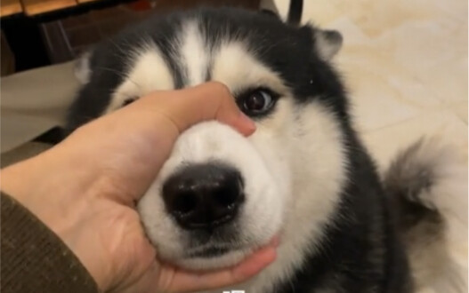 Pinching the Mouth Tube (Classic Version)