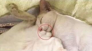 Funniest Cats 😹 - อย่าพยายามกลั้นเสียงหัวเราะ 😂 - Funny Cats Life