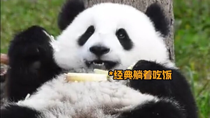Panda babies are just too cute—new crush bear DouDou (the same adorable style as Hua Hua)!