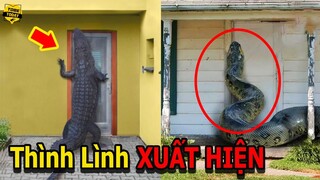 🔴Khóc Thét Với Những Lần Động Vật Hoang Dã Đột Nhập Nhà Dân Khiến Hàng Triệu Người Kinh Hãi