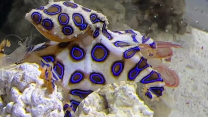 Gurita cincin-biru gantungin udang di tubuhnya… kadang dua, kadang tiga.