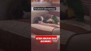 kesabaran ada batasnya #dramareview #riseofkingdoms #lucu #hewanlucu