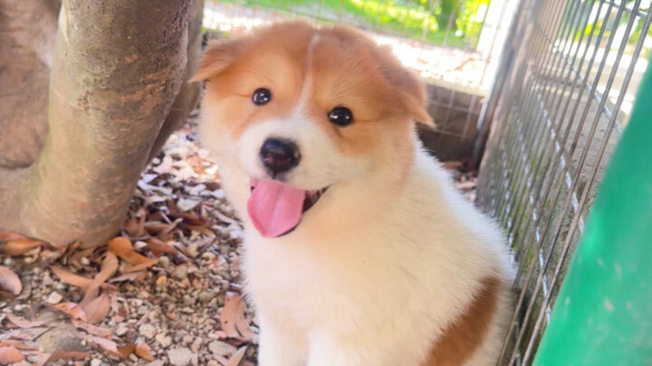 Saat ke pasar, aku bertemu seekor anjing kecil berwajah imut dengan watak lembut dan ramah—sungguh m