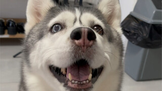 Who doesn't have a clip-on dog yet?