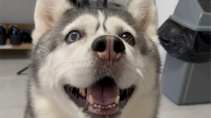 谁还没有一只夹子狗呢