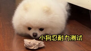 How long can this puppy resist the temptation of snacks?