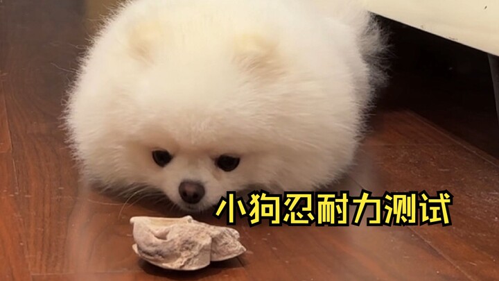 إلى أي مدى يمكن للجرو أن يتحمل إغراء الوجبات الخفيفة؟