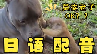 The Annoying Groundhog, but in Japanese