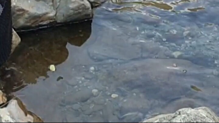 cast net fishing in Nepal |