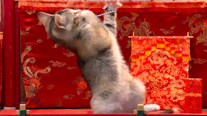 فشل شباك التذاكر: القط الصغير يسحب مسدسه وينتحر.