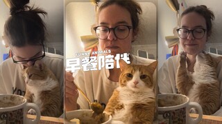 You might need a cat that can keep you company during meals.