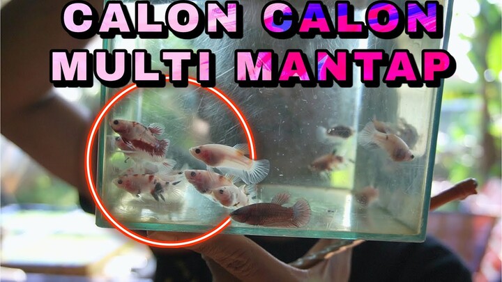 SEROK MULTI MULTI GUYS