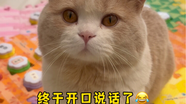 My cat's reaction when I came back from the cat cafe
