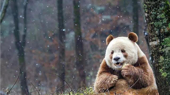 My kid, Qi Zai Zai, and my grandkid, Ba Zai Zai, are only slightly darker than me.