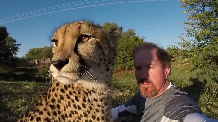 Người đàn ông đang ngủ bỗng thức giấc nửa đêm thì thấy trên gối xuất hiện thêm một con báo săn.