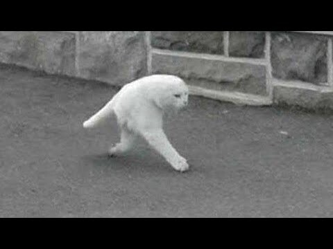 KELAKUAN KUCING +62