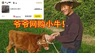 Is it worth it for my grandfather to buy a cow for 2,800 yuan?