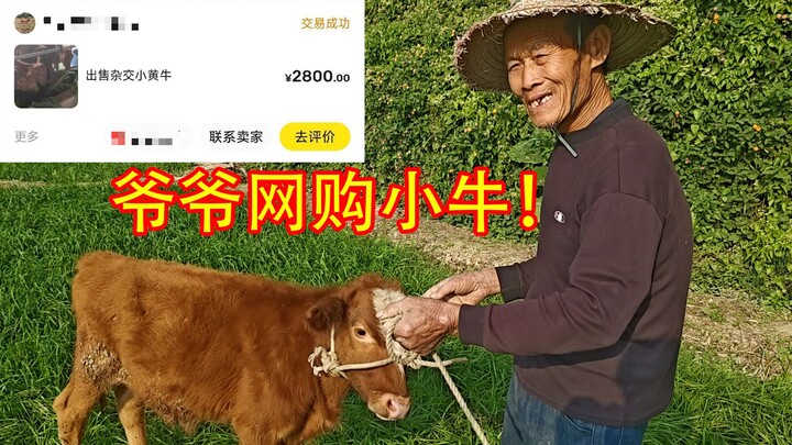 爷爷花2800买的牛，值吗？