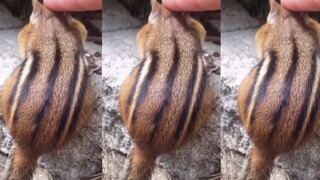 Bola tupai ini cukup elastis.