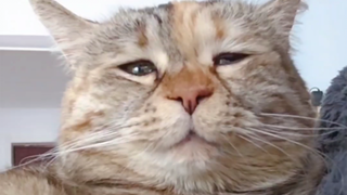 当你下班后发现你的猫比你还累