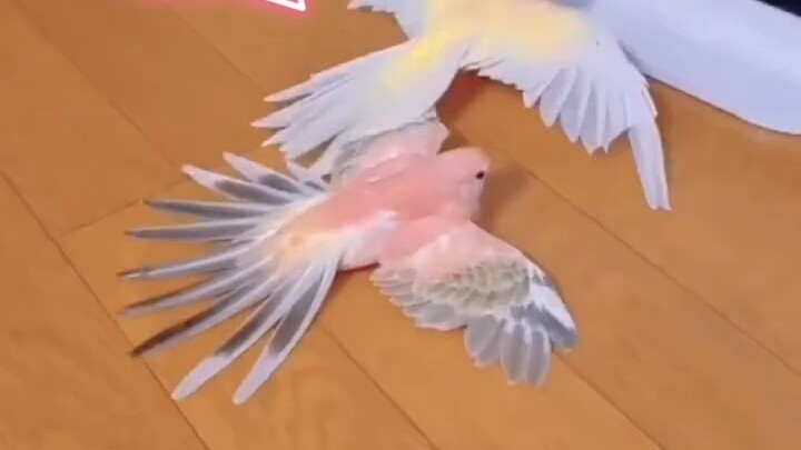 Setelah menyalakan pemanas☀burung beo kecil itu menjadi sangat panas hingga berubah menjadi layang-l