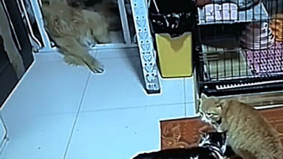 seekor anjing tiba-tiba kejang