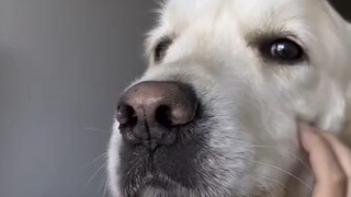 When Comfort Dogs Get Stressed