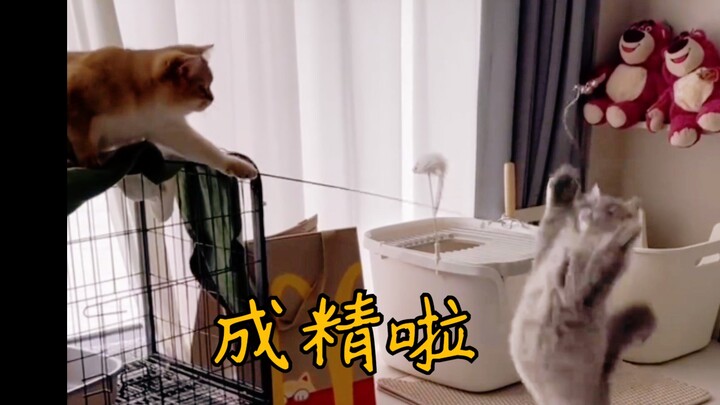 cat funny cat