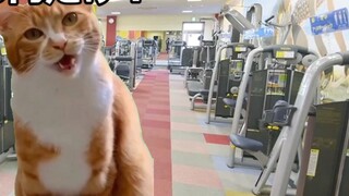 【Mature/Cat Meme】The Darkness of Working in the Gym