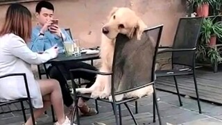 Cấm Cười Với Những Chú Chó Bá Đạo Nhất Hành Tinh | Chó Mèo Hài Hước | Funniest Dog Fails Ever