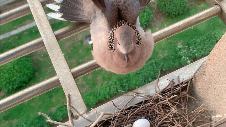 Keluhan dari Si Tuan Tanah