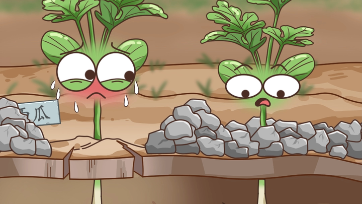 Semangka Ternyata “Ditanam” dari Celah Batu #MenanamSemangkaDiLapisanPasir #Semangka #RencanaMangaRi