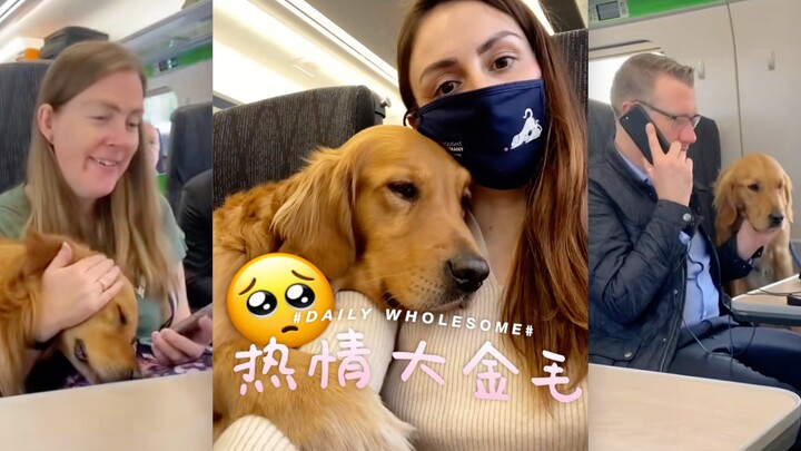 Một chú chó Golden to lớn rất thích kết bạn trên tàu hỏa