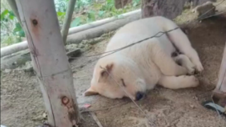 Chó: Nào, nào, nào, nằm xuống đây đi, cậu nằm thế này hợp hơn.