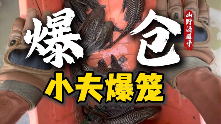 Who brought the scavenger species into the country in the first place? And after it’s gone rampant, 