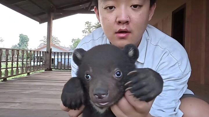 Cuộc sống du học ở Lào của cô gái nuôi gấu trúc nhỏ