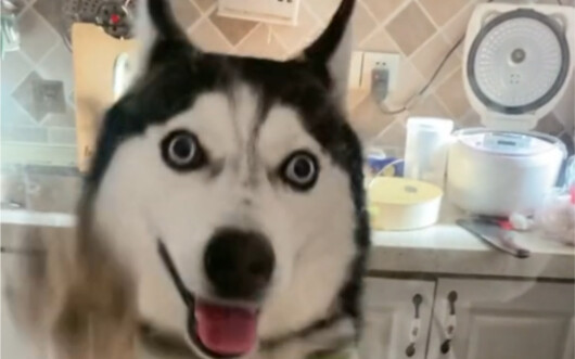 It takes a lot of courage to raise a Husky