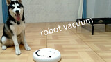 [Animals]Funny reactions when a husky firstly met a robot vacuum