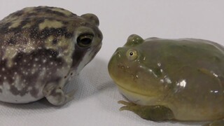 呆萌小丑蛙和可爱馒头蛙，你喜欢哪个？