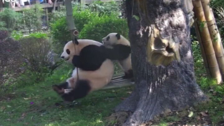 【Panda】Nini: Mummy Wants to Play First!