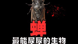蝉为啥不停的在呲尿？
