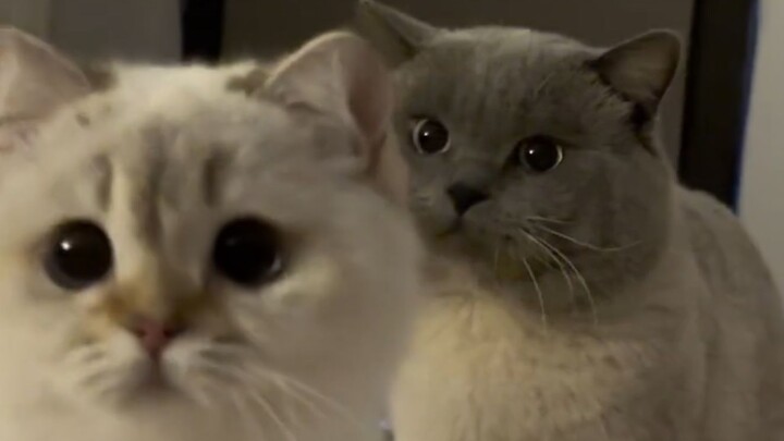 “ 喜欢一只猫的眼神是藏不住的 ”