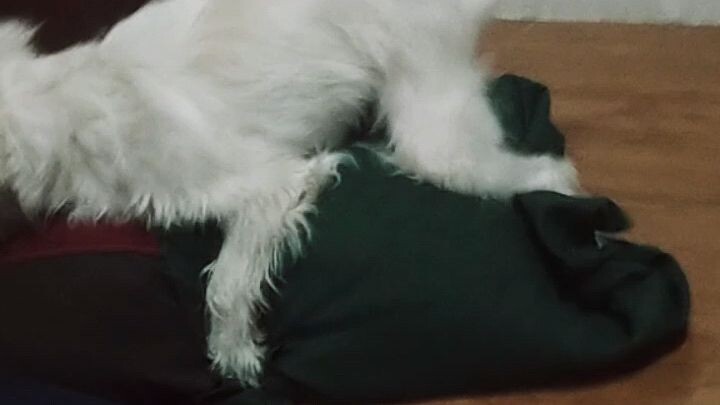 sussy dog