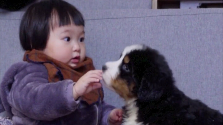 Bernese Mountain Dogs have been very clingy since they were young.