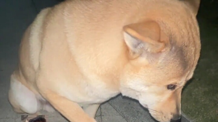 หนีออกมาแล้วก็ให้มันไปเลย 18 ชามใหญ่!