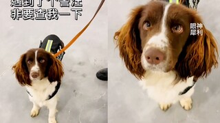 Một người phụ nữ gặp một chú chó nghiệp vụ cứ khăng khăng kiểm tra cô. Chú chó nhìn cô chằm chằm bằn