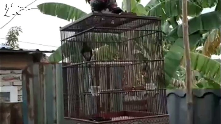 BURUNG KACER GACOR SIAP TARUNG ~ BURUNG KACER NGOBRA