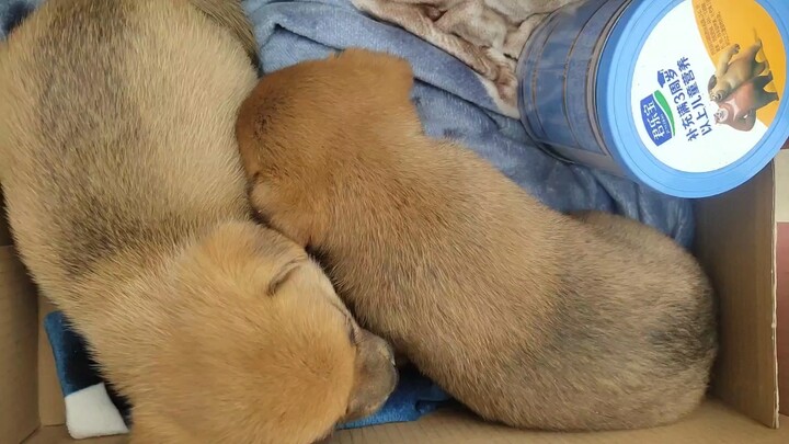 I’ve got a dog now~ Waaah… Hehe… Hehehe!