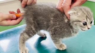 Kitten Lulu screaming at the first hospital