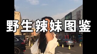 野生辣妹图鉴